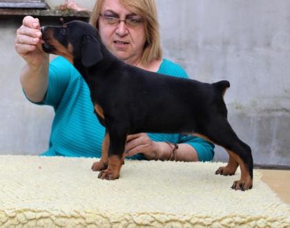 Dobermann, schwarze und braune Welpen mit Ahnentafel (FCI)