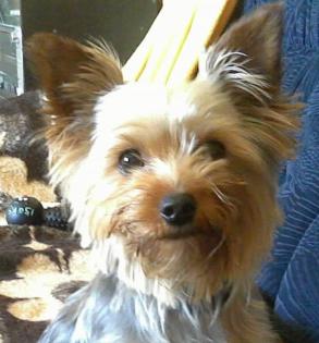 Yorkshire Terrier