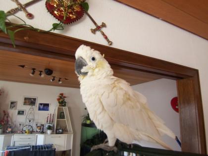 Biete einen ca 1,5 Jahre alten ganz zarmen Gelbwangen Kakaduhahn