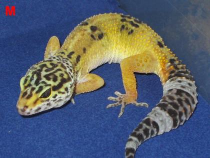 Leopardgeckos aus Hobbyzucht2021