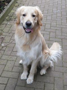 Golden retriever rüde abzugeben 