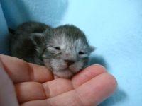 4 typvolle Maine Coon Kitten mit Stammbaum