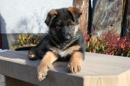 Schäferhundwelpen mit allen Papieren sofort abzugeben