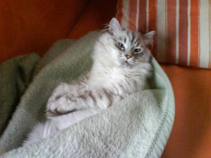 Perser Kater sucht Katzendame zum lieb haben und mehr...