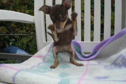 Russischer mini toy terrier welpe