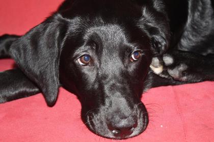 Labradormischling Rocky sucht ein neues zuhause.