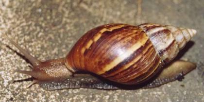 Achatschnecken zu günstigen Preisen Alle Grössen auch Eier Achatina fulica