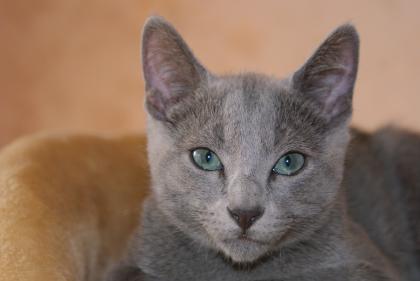 Russisch Blau Kitten abzugeben