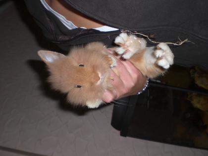 Hasen paar und babys zu verschenken