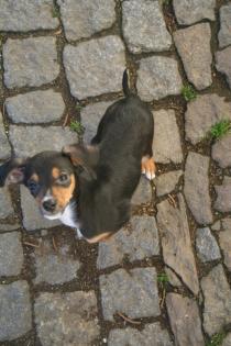 Jack Russel Terrier Welpe sucht liebesvolles Zuhause