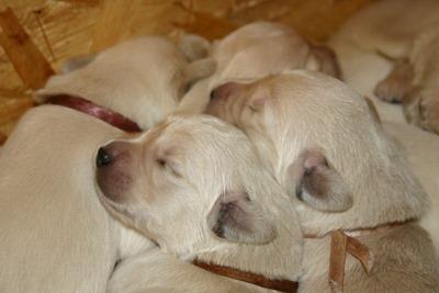 Golden Retriever welpen
