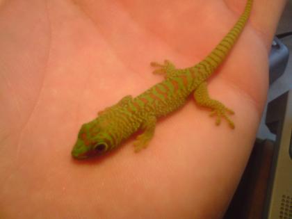 Madagaskar Taggecko  Phelsuma madagascariensis grandis  Nachzuchten   KOSTENLOS 