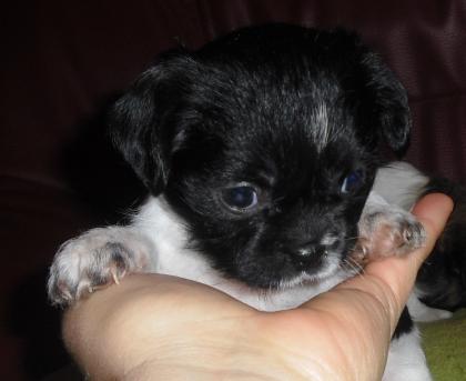 Kleine Chihuahua - Shih Tzu Welpen