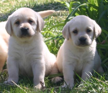 Schöne Labrador Retriever Welpen