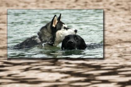 Wunderschöne Fotos von Ihrem Liebling / Hundefotografie / Fotografie