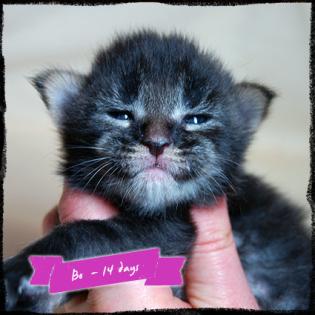 Maine Coon Babys