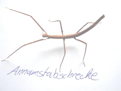 Annam-Stabschrecke Baculum extradentata