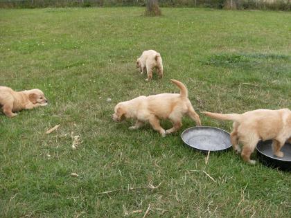 Wunderschöne Golden-Retriever-Welpen ab 18.12.09 Zu verkaufen