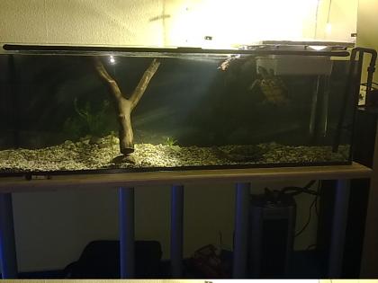 Verschenke 2x Graptemys pseudogeographica weibchen & komplettes Zubhör