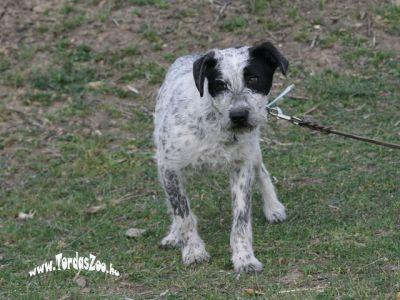 Peterle Schnauzer Mix