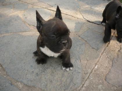 Franzosische Bulldogge Weibchen