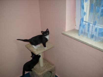 Verkaufe für 50euro zwei Katzen  Babys mit Impfpass und Zubehör