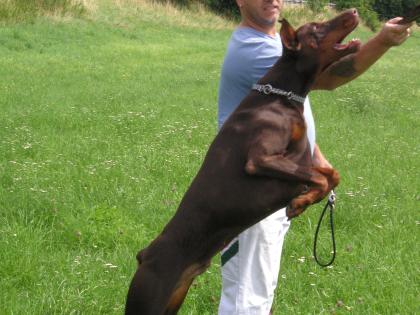 Dobermann sucht neues Zuhause