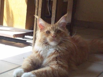 Maine Coon Kater Enzo sucht nach einem schönen Zuhause.