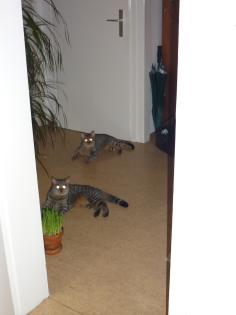 DRINGEND!! 2 Egyptian Mau (Mutter + Sohn) suchen ein neues zuhause