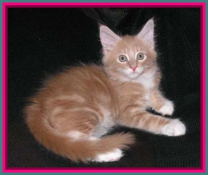 Maine Coon Kater kitten