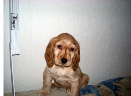 Junger Englisch Cocker Spaniel