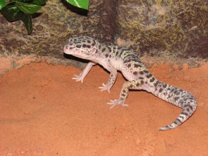 Verkaufe meinen Macksnow Leopardgecko (Männnlich)