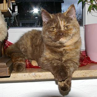 Wunderschönes BKH Mädchen 17 Wochen in choco-tortie