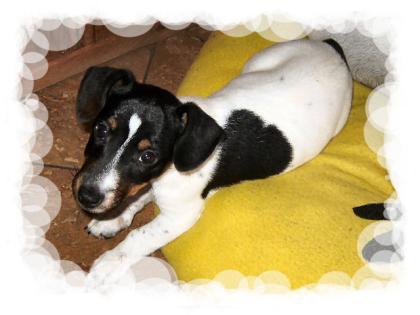 Süßer Jack Russell Welpe 11 Wochen