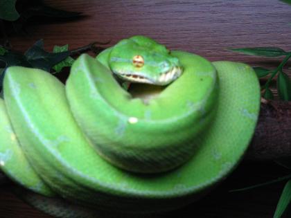 Verkaufe morelia viridis-chondro-baumpython DNZ 08/09