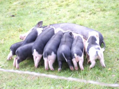 Mini-Hängbauch-Schweine zu verkaufen