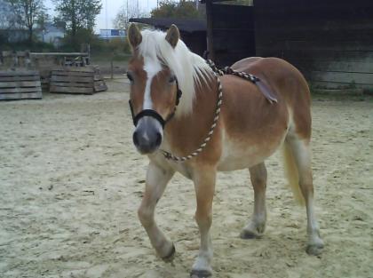  Reitbeteiligung an Haflinger zu vergeben!!!