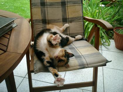 Katzensitter  Tiersitter vor Ort in Mainz   Umland