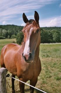 Ausreitpferd? Gnadenbrotplatz? Beistellpferd?