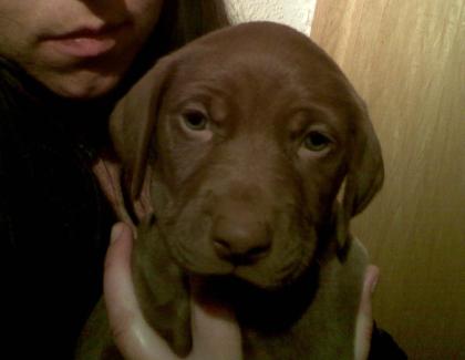 Weimaraner-Mix Welpen
