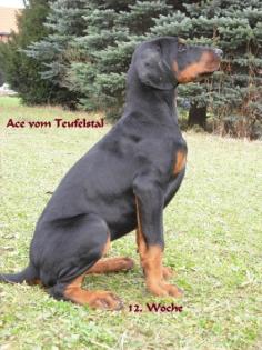 Ace vom Teufelstal - Dobermann Rüde