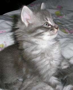 Türkisch Angora Kitten