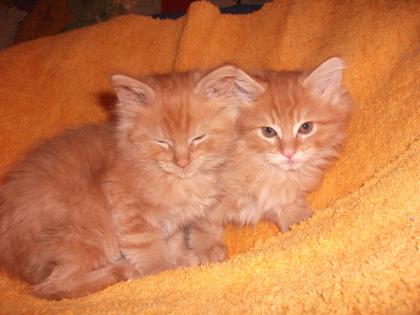 Zwei Maine Coon Traumkitten