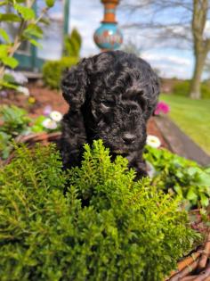 Maltipoo F1b Zwergpudel Pudel