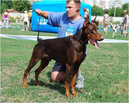 Dobermann Male for Sale