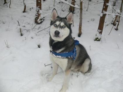 Schöne Huskyhündin sucht Huskyrüde