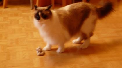 Ragdoll - Siam - Mischling