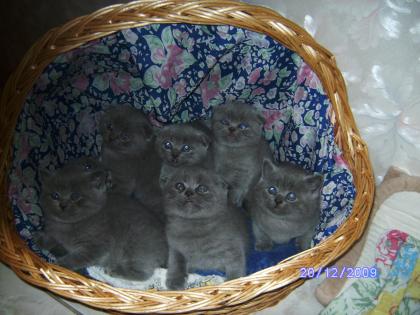 Scottish Fold