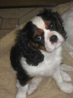 Cavalier King Charles Welpe