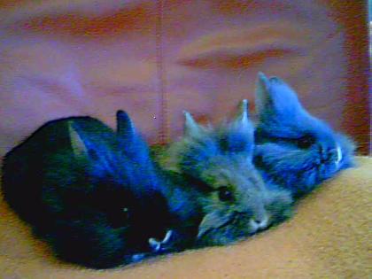 3 super süße hasenbabys zu verschenken sind erst 6 wochen alt